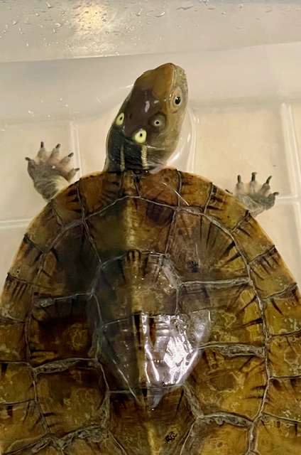 ヨツメイシガメ（甲長９．５ｃｍ）
