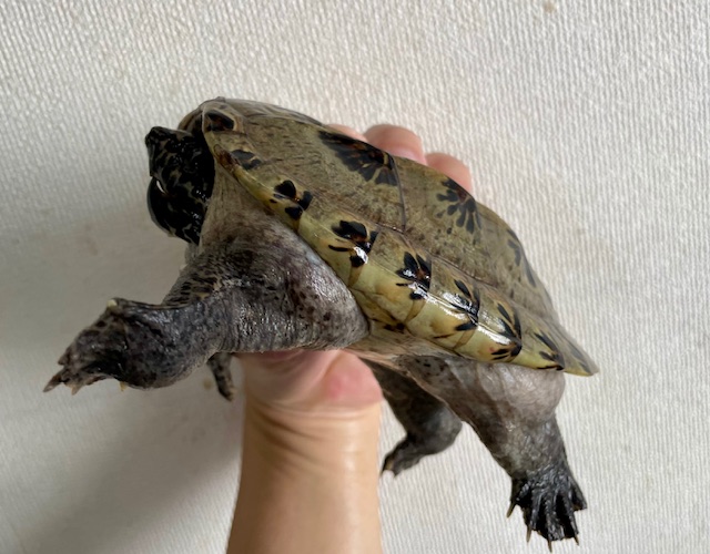ジャイアントマスクタートル（甲長１４ｃｍ）メス