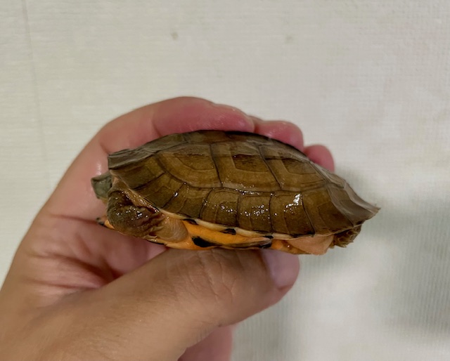 ミスジハコガメ（甲長７ｃｍ）