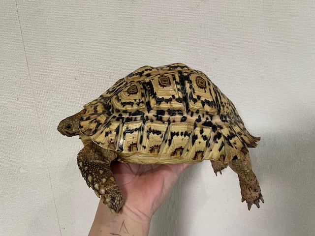 ホワイトナミビアヒョウモンガメ（甲長２４ｃｍ）オス