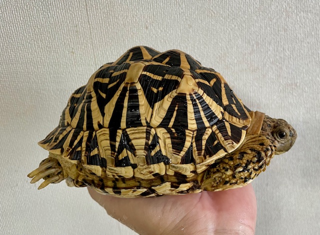 インドホシガメ　アダルトペア