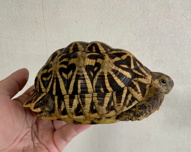インドホシガメ　アダルトペア