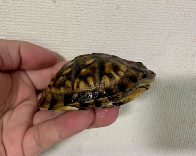 ブラックガルフコーストハコガメ（甲長８ｃｍ）