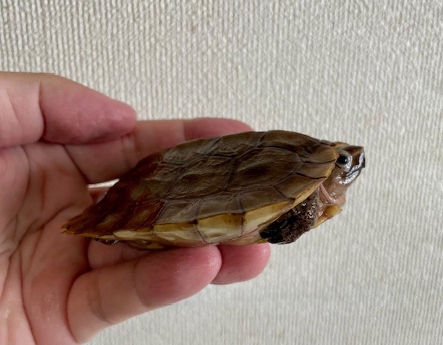 シロガオヤマガメ（甲長８．５ｃｍ）