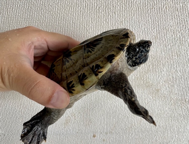ジャイアントマスクタートル（甲長１４ｃｍ）メス