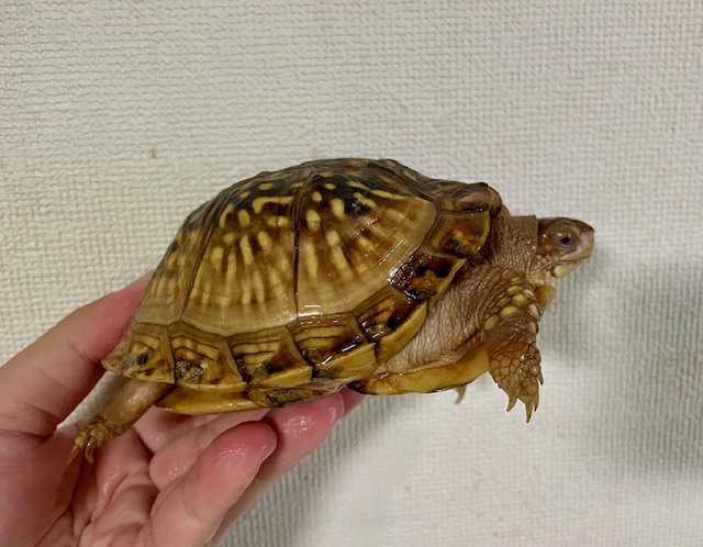 ミツユビハコガメ（甲長１２ｃｍ）メス　極美個体
