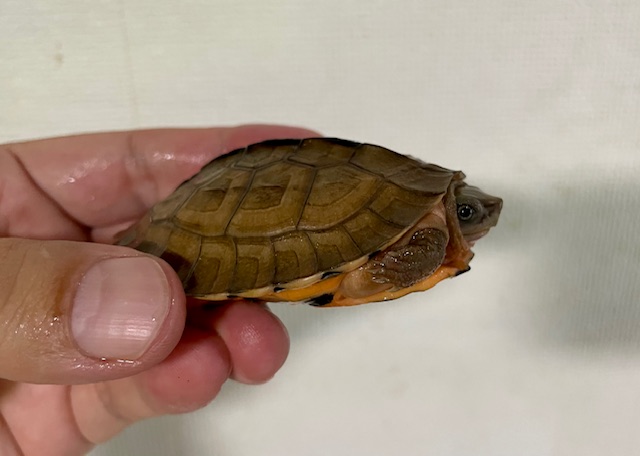 ミスジハコガメ（甲長７ｃｍ）