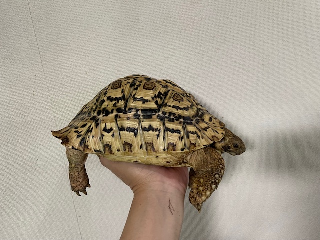 ホワイトナミビアヒョウモンガメ（甲長２４ｃｍ）オス