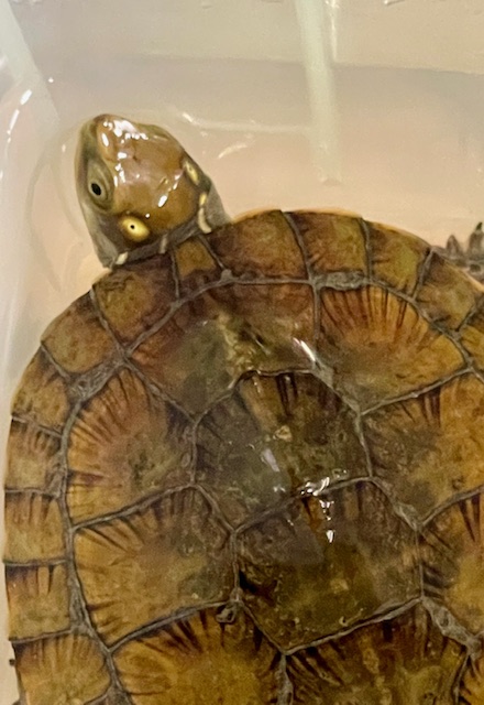 ヨツメイシガメ（甲長８ｃｍ）