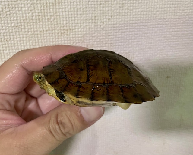 ヨツメイシガメ（甲長９．５ｃｍ）