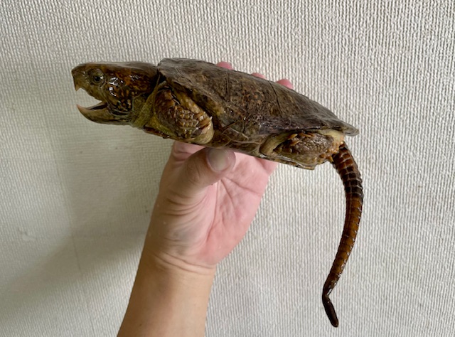 シウイオオアタマガメ（甲長１３ｃｍ）メス