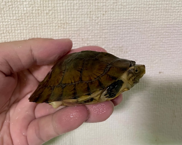 ヨツメイシガメ（甲長９．５ｃｍ）