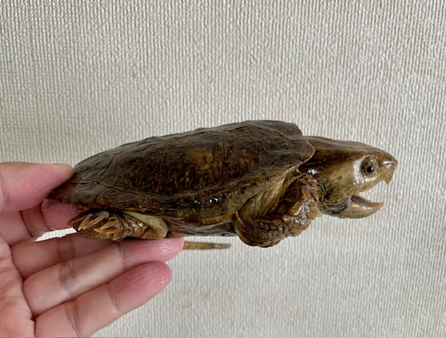シウイオオアタマガメ（甲長１３ｃｍ）メス