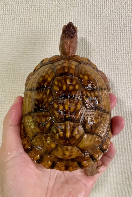 ミツユビハコガメ（甲長１２．５ｃｍ）メス