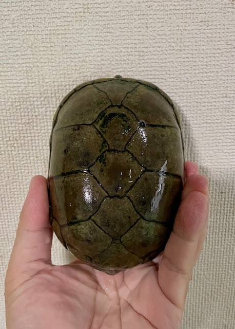キイロドロガメW.C.（甲長１２ｃｍ）オス
