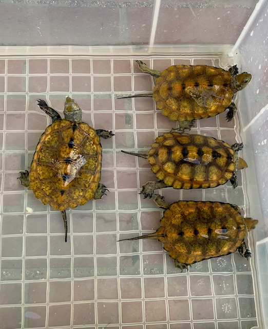 ニホンイシガメ（甲長９．５～１０ｃｍ）