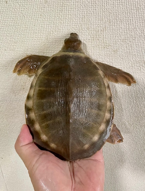 スッポンモドキ（甲長１５ｃｍ）