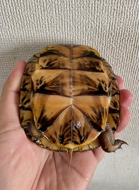 トウブハコガメ（甲長１０．５ｃｍ）メス