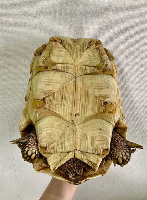 ヒョウモンリクガメ（甲長３０ｃｍ）メス