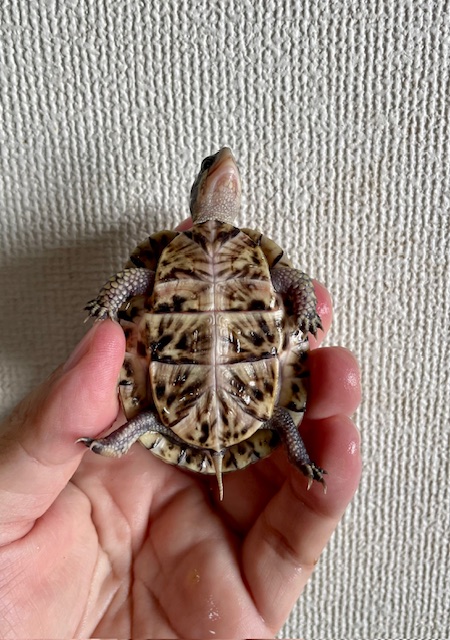 フロリダハコガメ（甲長６ｃｍ）①
