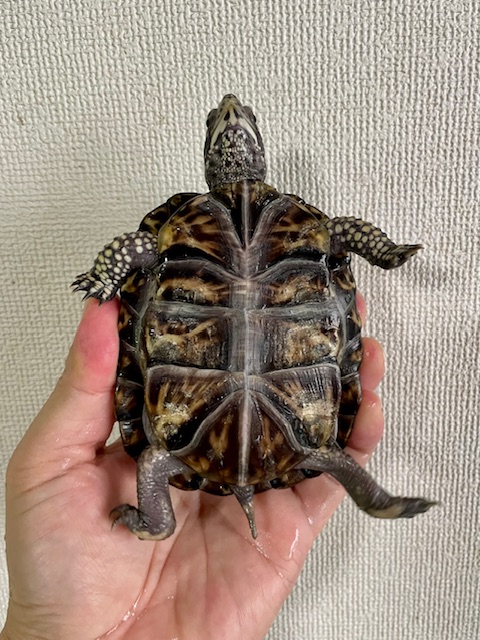 トウブハコガメ（甲長１０．５ｃｍ）オス