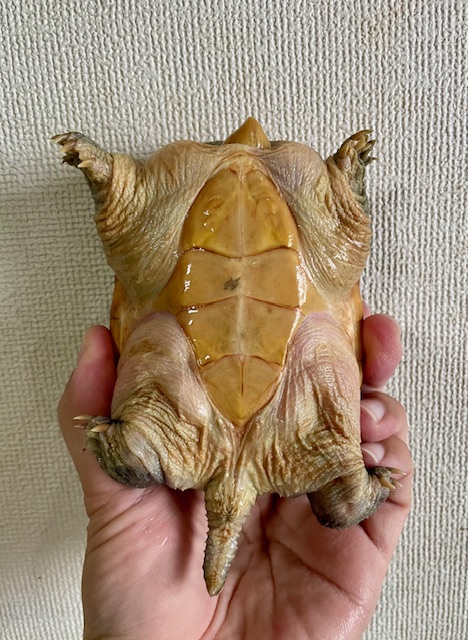 ハラガケガメ（甲長１３ｃｍ）オス①