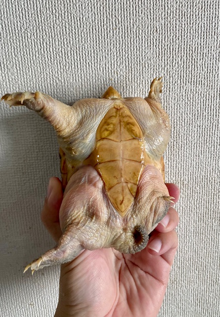 ハラガケガメ（甲長１３ｃｍ）オス②