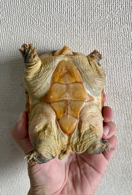 ハラガケガメ（甲長１３ｃｍ）メス①