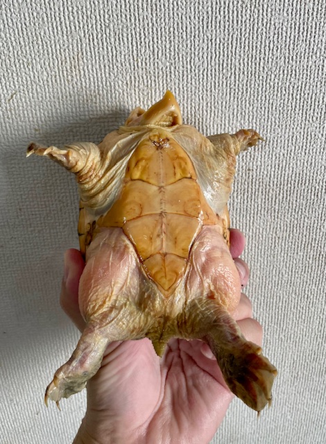 ハラガケガメ（甲長１３ｃｍ）メス②