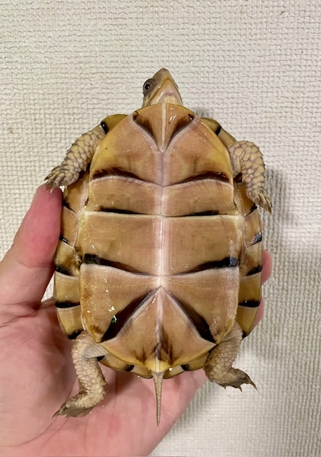 イエローガルフコーストハコガメ（甲長１１．５ｃｍ）tsdオス