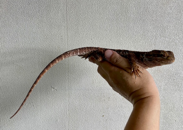 ヴィティキンスドラゴン
