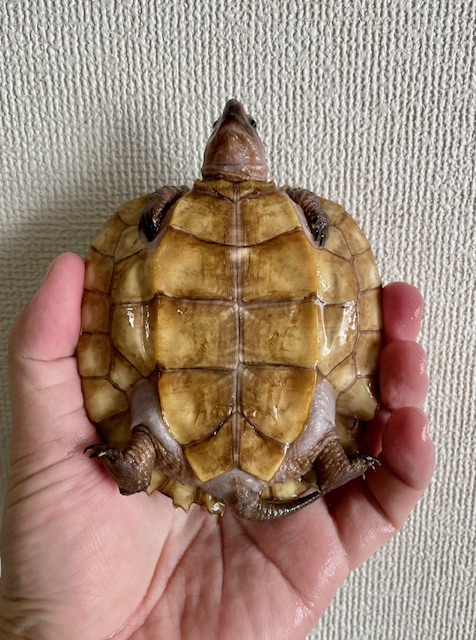 シロアゴヤマガメ（甲長１０ｃｍ）