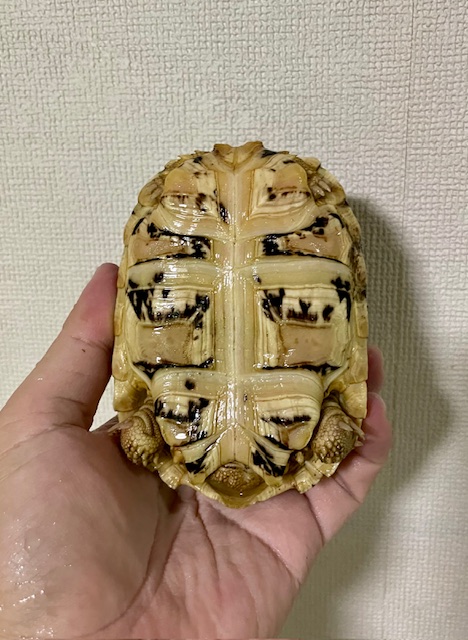 ヒョウモンリクガメ（甲長１１．５ｃｍ）