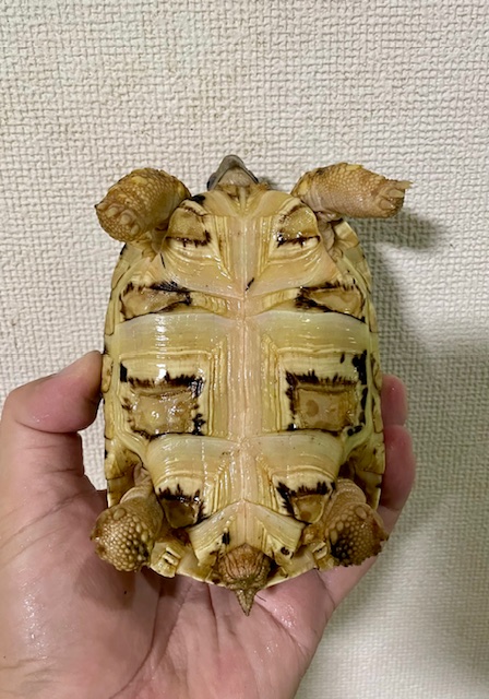 ヒョウモンリクガメ（甲長１２．５ｃｍ）