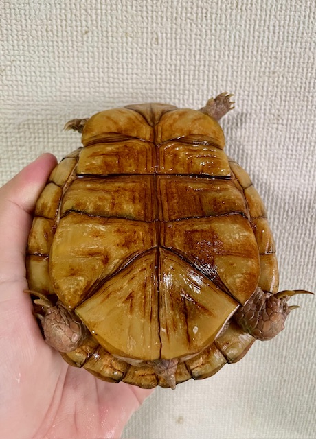 ミツユビハコガメ（甲長１２．５ｃｍ）メス