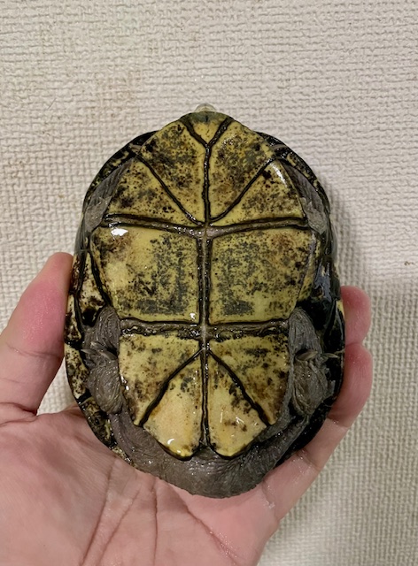 キイロドロガメW.C.（甲長１２ｃｍ）オス