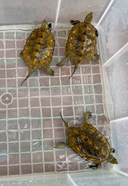 ニホンイシガメ（甲長９．５～１０ｃｍ）