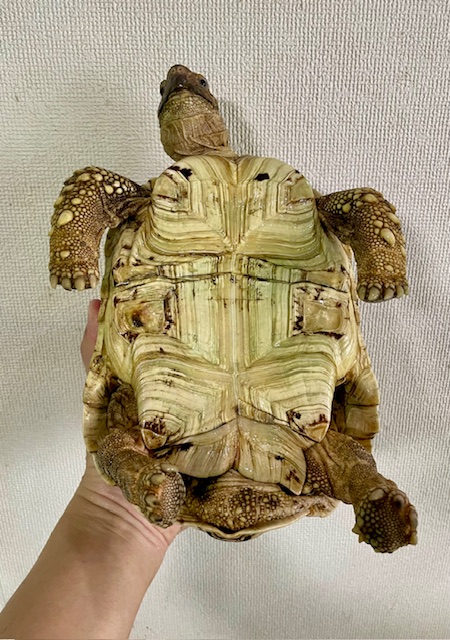 ヒョウモンリクガメ（甲長２０ｃｍ）オス