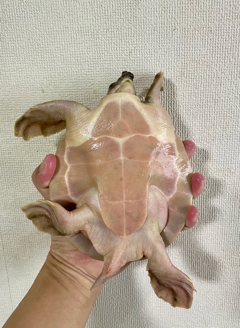 スッポンモドキ（甲長１５ｃｍ）