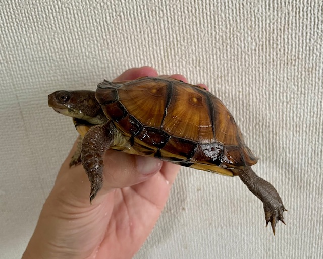 トウブハコガメ（甲長１０．５ｃｍ）メス