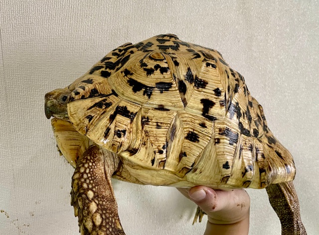 ヒョウモンリクガメ（甲長３０ｃｍ）メス
