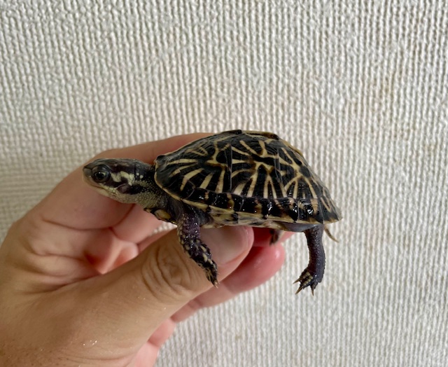 フロリダハコガメ（甲長６ｃｍ）①