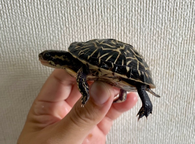 フロリダハコガメ（甲長６ｃｍ）②