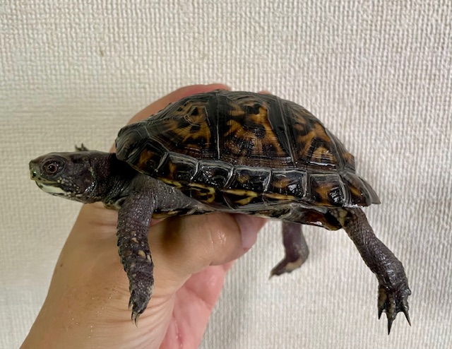 トウブハコガメ（甲長１０．５ｃｍ）オス