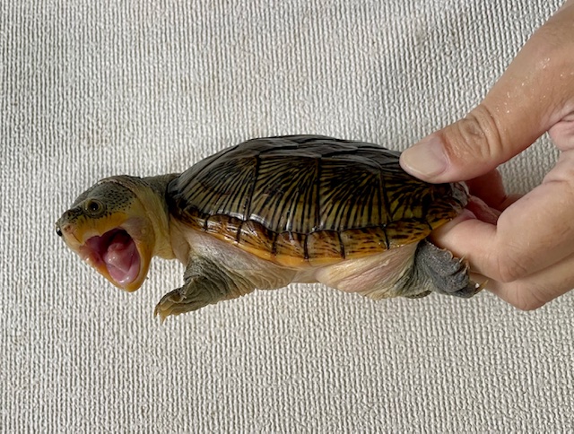 ハラガケガメ（甲長１３ｃｍ）オス①