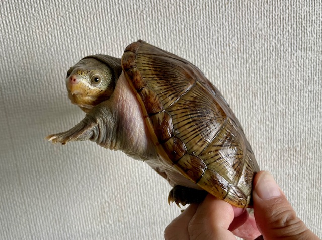 ハラガケガメ（甲長１３ｃｍ）オス②