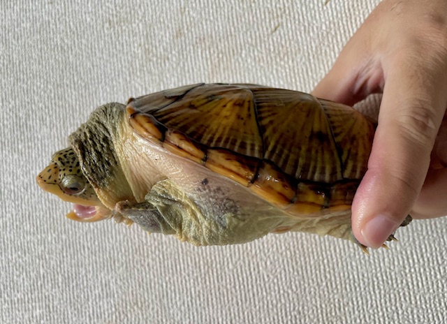 ハラガケガメ（甲長１３ｃｍ）メス①