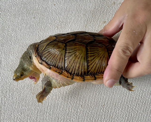 ハラガケガメ（甲長１３ｃｍ）メス②