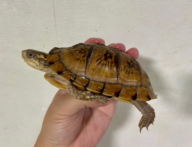 イエローガルフコーストハコガメ（甲長１１．５ｃｍ）tsdオス