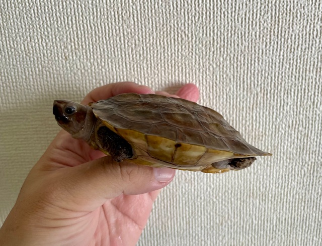 シロアゴヤマガメ（甲長１０ｃｍ）